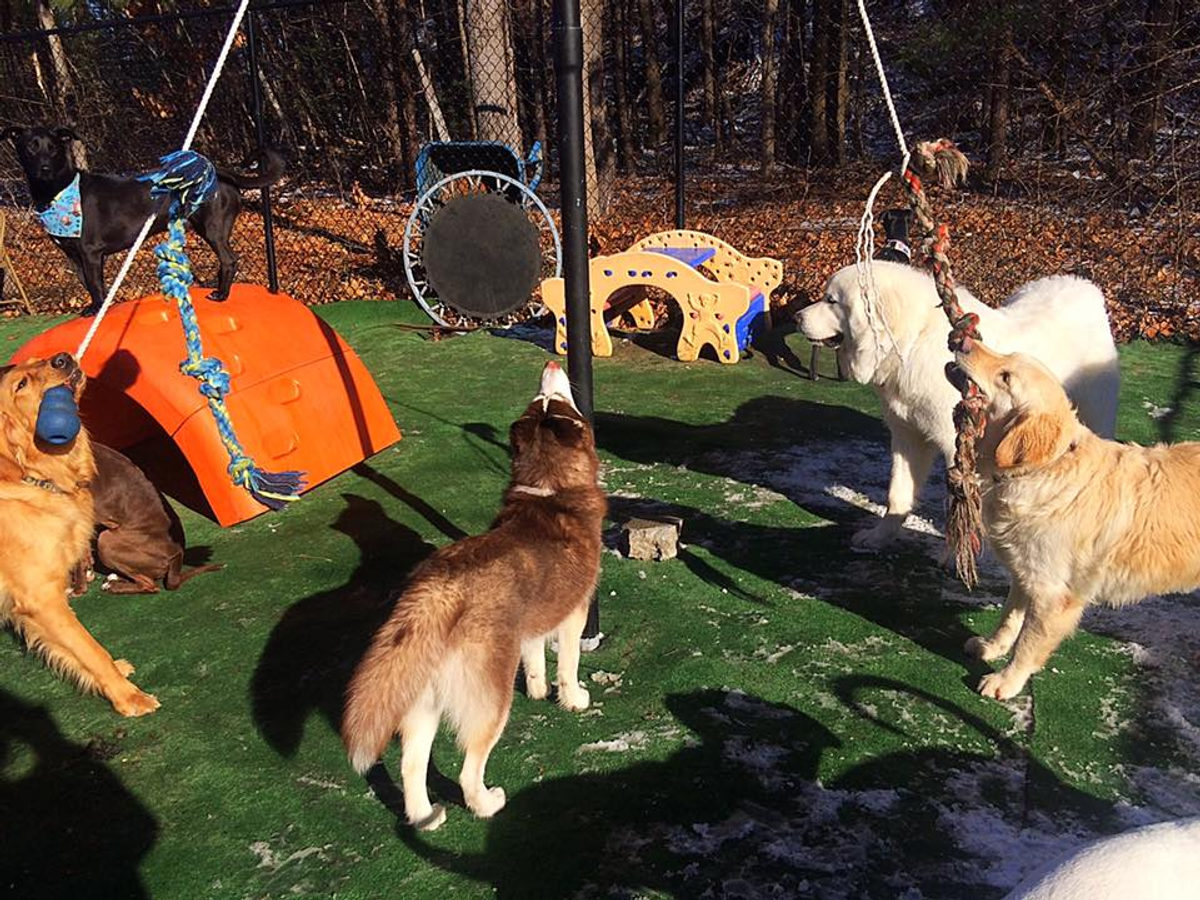 Dogs playing at PupVille Doggy Daycare in Nashua, NH
